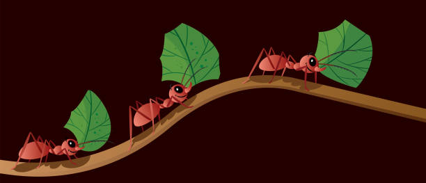 Ant and Amazan forest Vector Ant ants teamwork stock illustrations