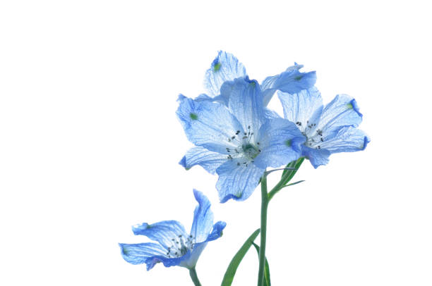 istock flowers of delphinium 982054158