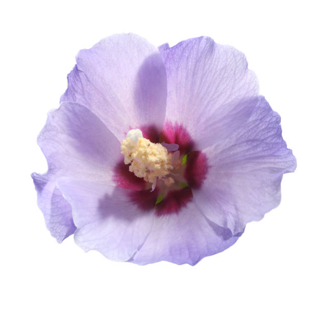 púrpura flor de hibiscus syriacus - musk fotografías e imágenes de stock