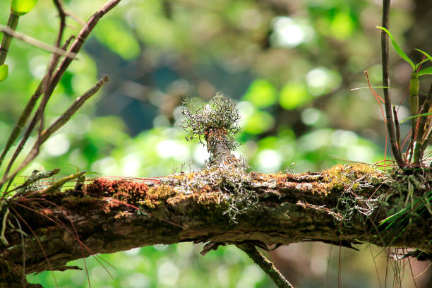 istock Lichens in nature on the branches. 982069446