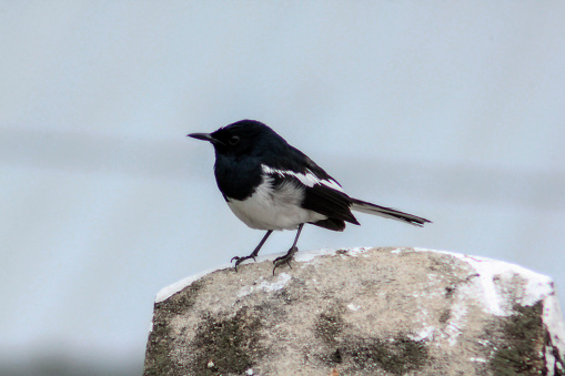 Oriental magpie robin on the roof of the house