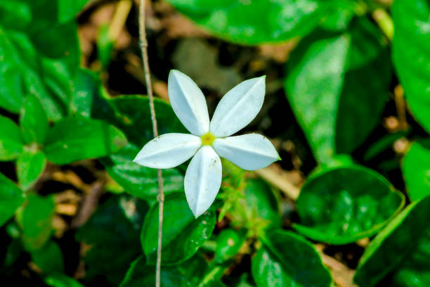 istock White wild flowers with lobes in nature. 982069892