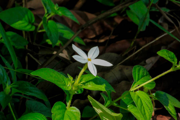 istock White wild flowers with lobes in nature. 982069898