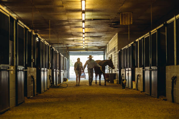 Prepping for riding in Utah Cowboy and cowgirl leading a horse in a stable on the ranch outside Salt Lake City in   Utah, USA. horse barn stock pictures, royalty-free photos & images