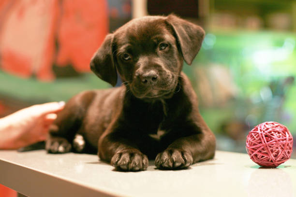 istock Baby black Labrador Retriever 982090216
