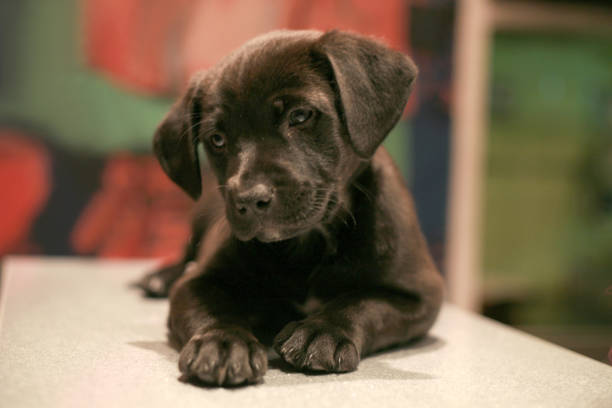 istock Baby black Labrador Retriever 982090576