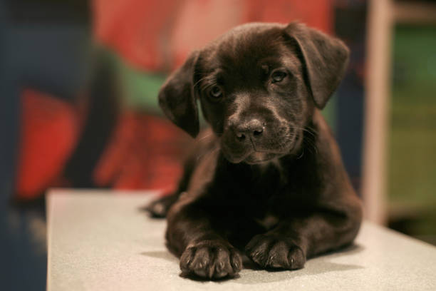 istock Baby black Labrador Retriever 982090874