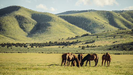 Herd of Wild horses in the prairie field with mountains in the background. Outside Salt Lake City, Utah.