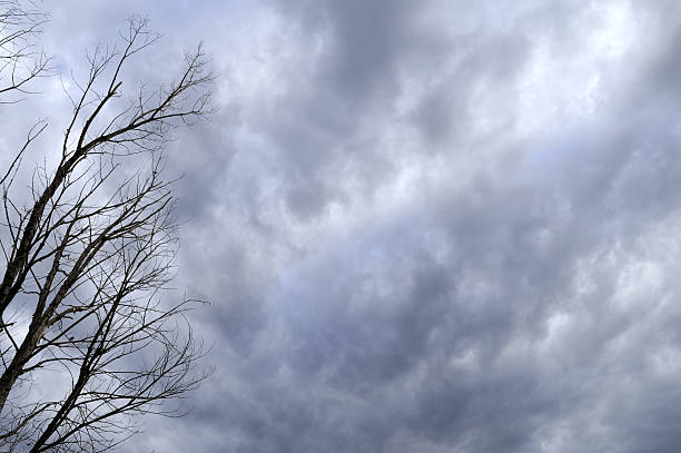 Nuvens negras, Árvore morta - fotografia de stock