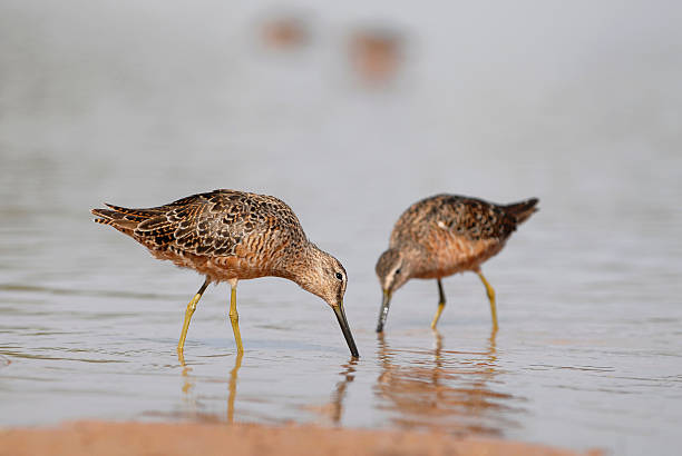 Sandpipers em água, Comer - fotografia de stock