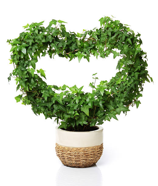 Heart shaped plant stock photo