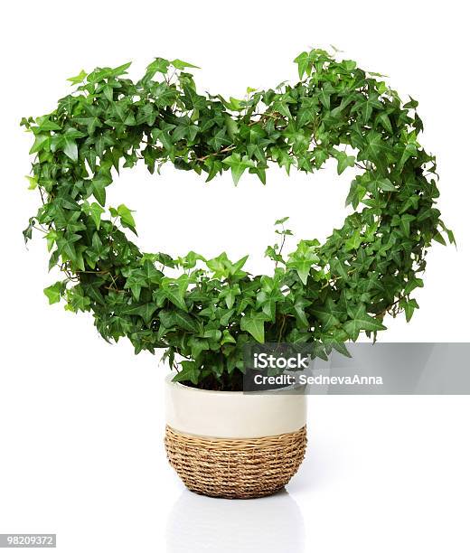 Heart Shaped Plant Stock Photo - Download Image Now - Topiary, Ivy, Heart Shape