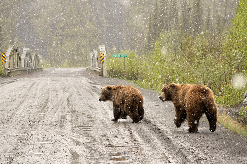 Near the Ogilvie River bridge in a heavy, spring snowfall, a pair of large, wet grizzlies trot down the muddy Dempster Highway with willows and black spruce in Yukon Territory, Ogilvie Mountains, Canada