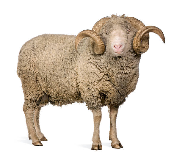 istock Side view of Arles Merino sheep, standing. 98209593
