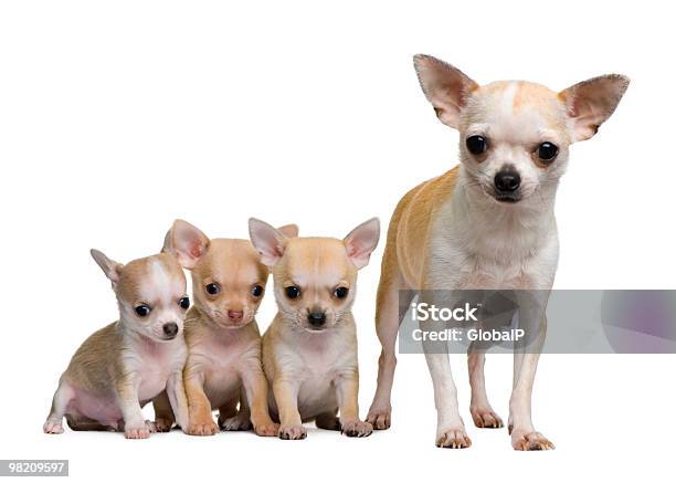 Front View Of Chihuahua Mother And Her 3 Puppies Stock Photo - Download Image Now - Alertness, Animal, Animal Family