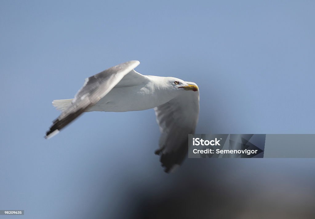 Gabbiano in volo. - Foto stock royalty-free di Ala di animale