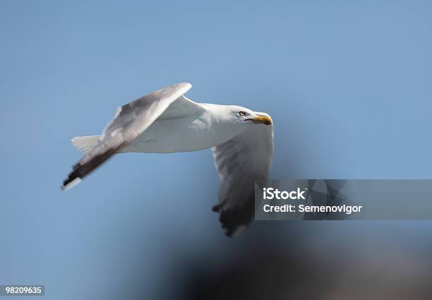 Gabbiano In Volo - Fotografie stock e altre immagini di Ala di animale - Ala di animale, Animale, Animale selvatico