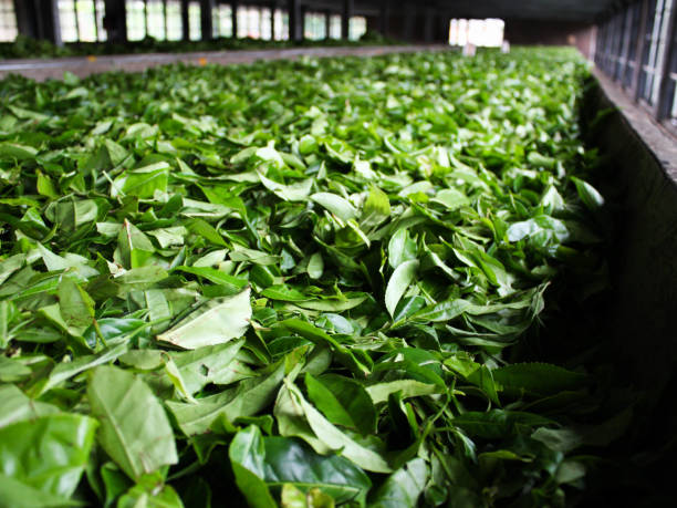 istock tea leaves, drying process in a factory, Nuwara Eliya - Sri Lanka 982096522