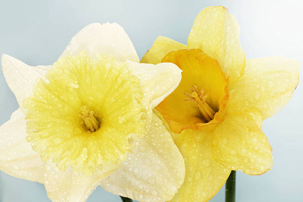 dos narciso. - daffodil winter narcissus yellow single flower fotografías e imágenes de stock