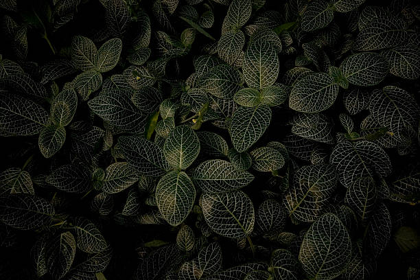 istock Dark Green Variegated leaves 98209766