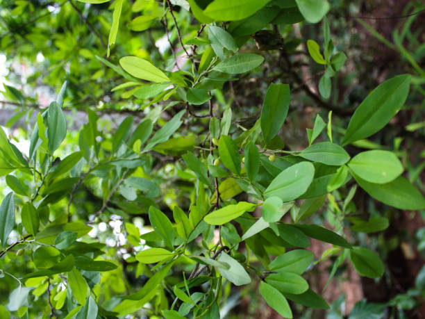 istock Coca plant at spice farm - Sri Lanka 982101198