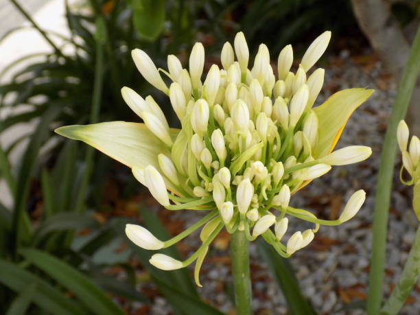 istock White flower head of the decorative leek, Elephant garlic (Allium ampeloprasum) 982104336