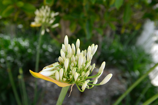 Flower head of the decorative leek, Elephant garlic (Allium ampeloprasum)