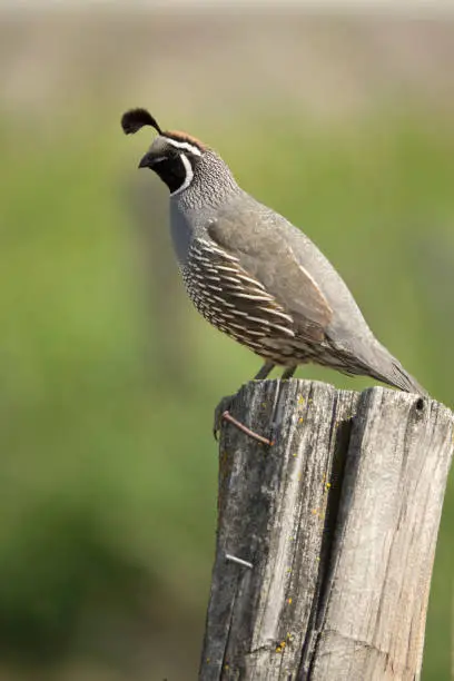 With rusted nails sticking out, a wild California quail sings while perched on a old fencepost in Tonesket, Washington.
