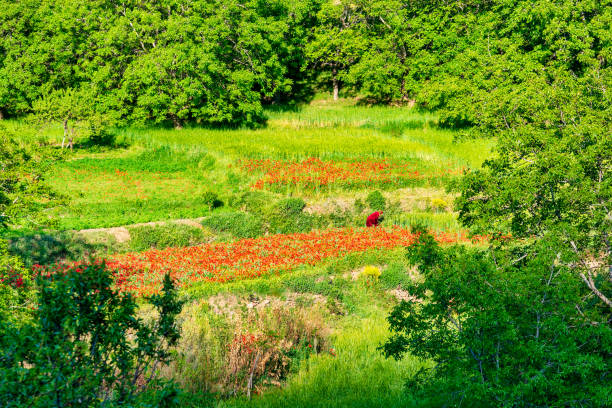 Red poppies in green field at sunset