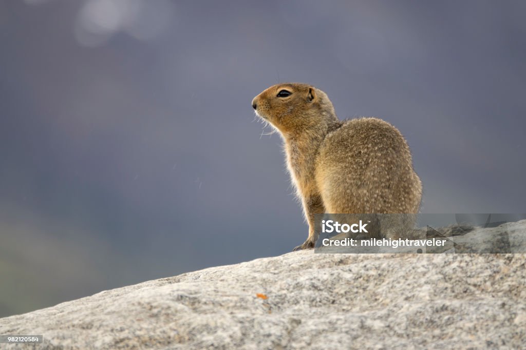 Arctic ground squirrel Yukon Dempster Highway Tombstone Territorial Park Ogilive Mountains Along the Tombstone Range in the Ogilvie Mountains, an arctic ground squirrel eats buds along the Dempster Highway in Tombstone Territorial Park, Yukon Territory. Arctic Ground Squirrel Stock Photo