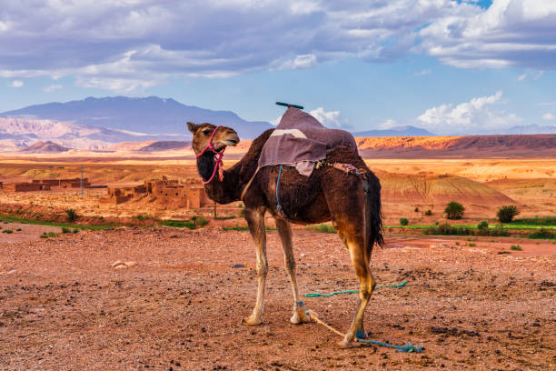Marrakech, Morocco - 22 Feb, 2023: Dromedary camels ready to carry tourists on rides into the Agafay desert