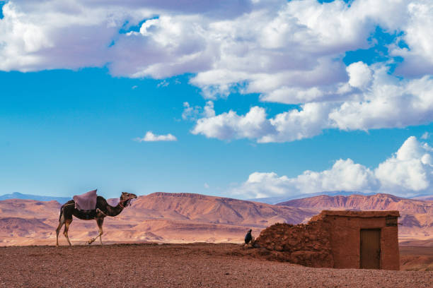Camel in North Africa - Morocco