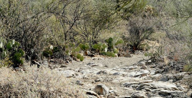 istock Rocky path through Arizona desert scrub with prickly pear cacti 982123326
