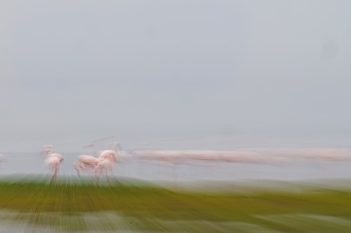 Pink and green hues nature abstract of pink flamingos in wetland Namibia.