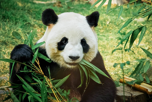 Giant Panda; Ailuropoda melanoleuca; China. Family Ursidae. Eating a bamboo branch.