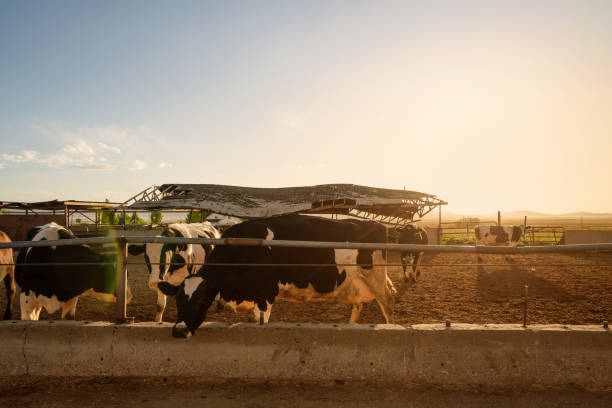 Cattle in a dairy farm in Utah
