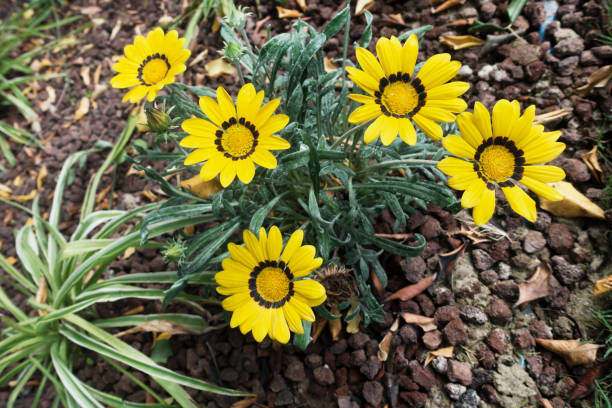 istock Yellow Daisy flowers Close up 982141828