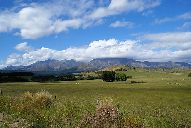 South Island Pascolo - foto stock