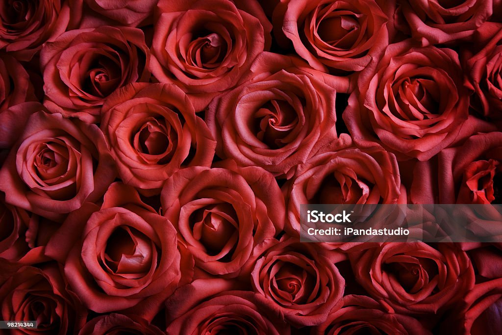Piękne róż - Zbiór zdjęć royalty-free (Bez ludzi)