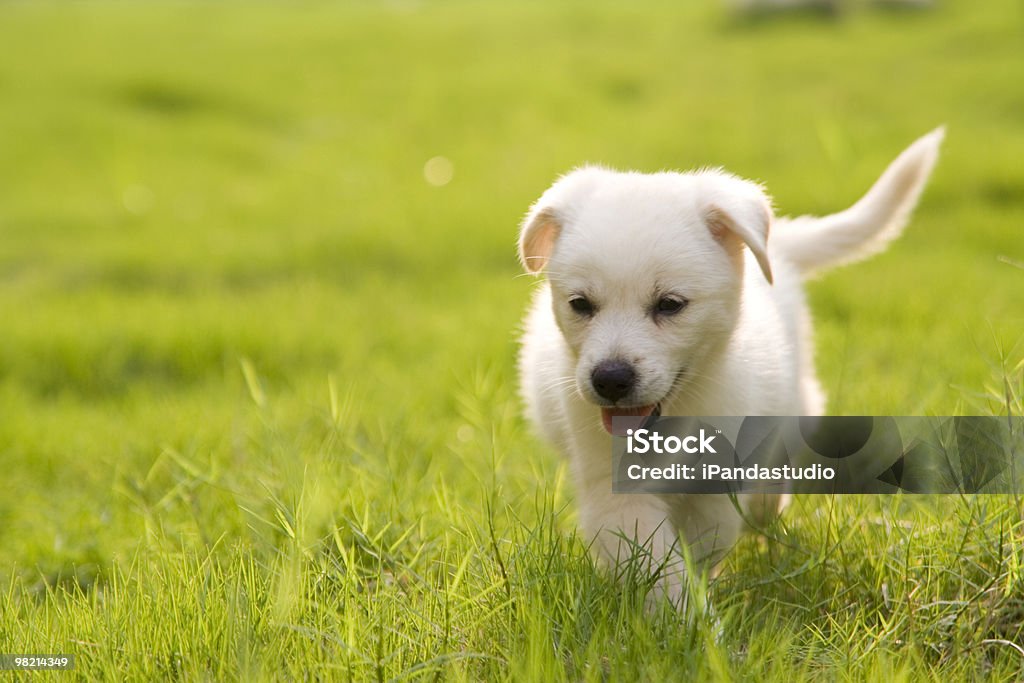 A Labrador retriever puppy playing in the grass Little white Labrador Retriever ,very cute dog. Puppy Stock Photo