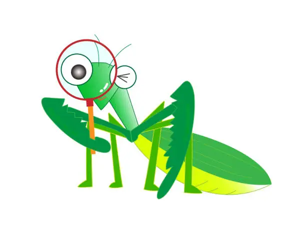 Vector illustration of insect