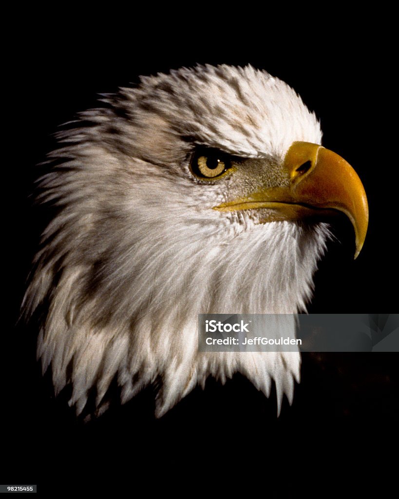 Majestoso Bald Eagle - Foto de stock de Adulto royalty-free