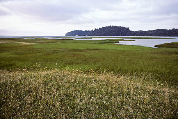 Willapa Bay is the second-largest estuary on the Pacific Coast and home to a vibrant, diverse tideland ecosystem. Willapa Bay was recently designated as a Western Hemisphere Shorebird Reserve Network of International Importance. Willapa Bay is also home to the Willapa National Wildlife Refuge which includes Long Island. Low tide in Willapa Bay often leaves a pattern in the mud flats. This picture of a saltwater marsh and headland was photographed from Jensen Point on Long Island in the Willapa National Wildlife Refuge, Washington State, USA.