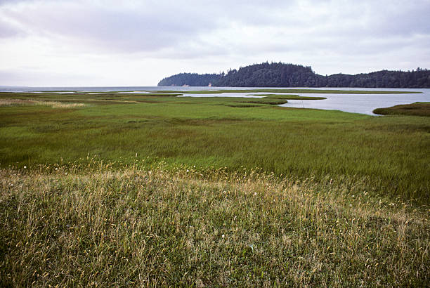 Saltwater Marsh and Grasses Willapa Bay is the second-largest estuary on the Pacific Coast and home to a vibrant, diverse tideland ecosystem. Willapa Bay was recently designated as a Western Hemisphere Shorebird Reserve Network of International Importance. Willapa Bay is also home to the Willapa National Wildlife Refuge which includes Long Island. Low tide in Willapa Bay often leaves a pattern in the mud flats. This picture of a saltwater marsh and headland was photographed from Jensen Point on Long Island in the Willapa National Wildlife Refuge, Washington State, USA. jeff goulden national wildlife refuge stock pictures, royalty-free photos & images