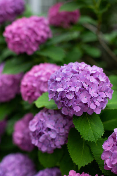 istock Liliac and purple Japanese hydrangeas flowers ajisai 982155138