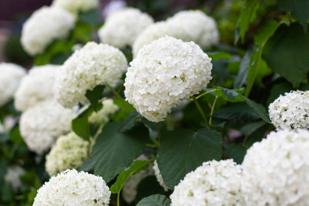 istock The bush of white hydrangeas flowers ajisai 982155252