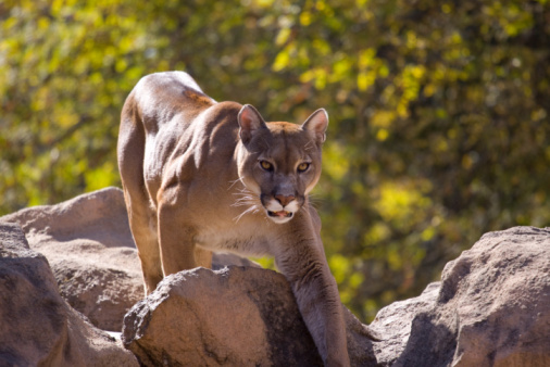 Cougar, puma concolor, Adult standing on Rocks
