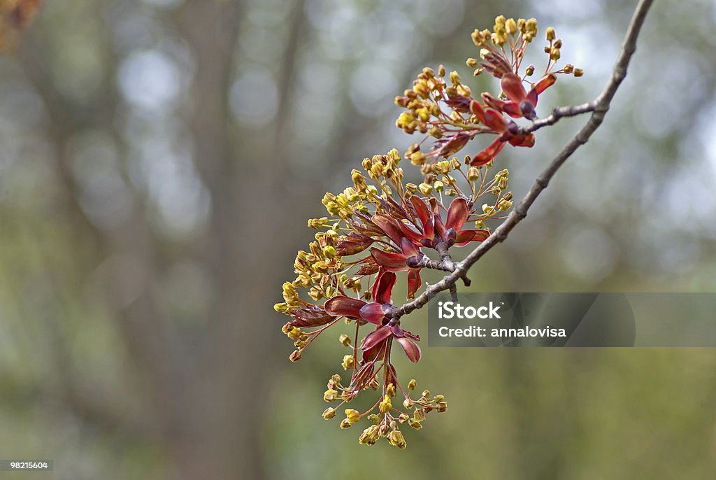 Maple Ramoscello - Foto stock royalty-free di Acero