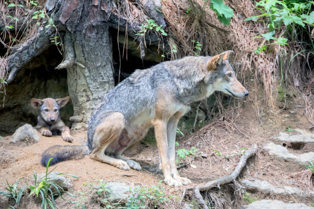 istock Female Red Wolf Guarding Den; Baby wolf in den 982189624