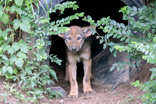 6 tydzień stary czerwony wilk szczeniak - red wolf zdjęcia i obrazy z banku zdjęć